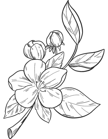 Apples On A Branch Coloring Page